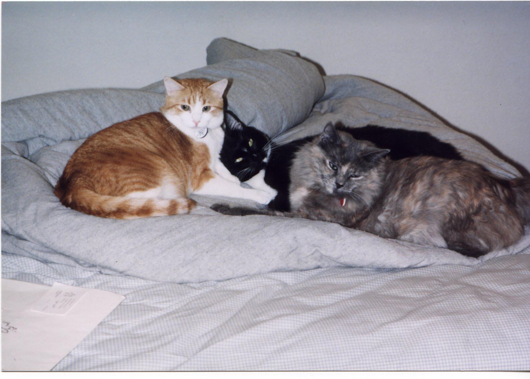 Cats on Bed