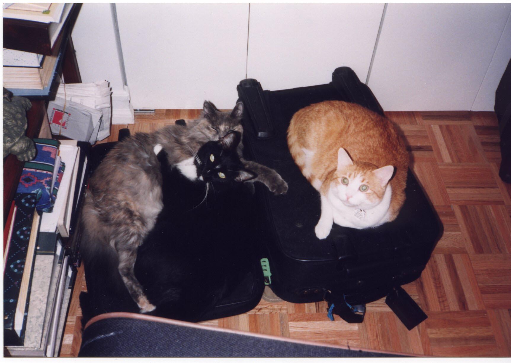 Cats on Suitcases