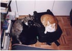 3 cats on suitcases